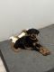 Doberman Pinscher Puppies for sale in Greenfield Center, New York. price: $650