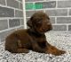 Doberman Pinscher Puppies for sale in Fair Grove, Missouri. price: $1,000