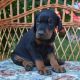 Doberman Pinscher Puppies for sale in Memphis, Tennessee. price: $400