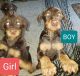 Doberman Pinscher Puppies for sale in Lansing, Michigan. price: $950