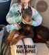 Doberman Pinscher Puppies for sale in Columbus, OH, USA. price: $2,800