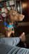 Doberman Pinscher Puppies for sale in Kingston, Michigan. price: $200
