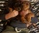 Doberman Pinscher Puppies for sale in Brevard, North Carolina. price: $450