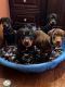 Doberman Pinscher Puppies for sale in Chicago, Illinois. price: $400