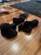 Doberman Pinscher Puppies for sale in Townsville, Queensland. price: $2,000