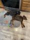 Doberman Pinscher Puppies for sale in Cedar Rapids, Iowa. price: $1,000