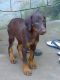 Doberman Pinscher Puppies for sale in Nagercoil, Tamil Nadu 629001, India. price: 4000 INR