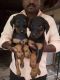 Doberman Pinscher Puppies for sale in Tirupati, Andhra Pradesh 517501, India. price: 4000 INR