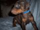 Doberman Pinscher Puppies for sale in Los Angeles, CA, USA. price: $850