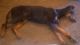 Doberman Pinscher Puppies for sale in Tempe, Arizona. price: $30,000