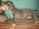 Doberman Pinscher Puppies for sale in Kolkata, West Bengal 700001, India. price: NA