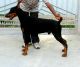 Doberman Pinscher Puppies for sale in Kolkata, West Bengal 700001, India. price: NA