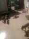 Doberman Pinscher Puppies for sale in Rialto, California. price: $700