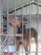 Doberman Pinscher Puppies for sale in Kannur, Kerala 670001, India. price: 10000 INR