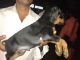 Doberman Pinscher Puppies for sale in Kolkata, West Bengal 700001, India. price: 13500 INR