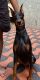 Doberman Pinscher Puppies for sale in Cochin International Airport (COK), Airport Rd, Kochi, Kerala 683111, India. price: 30000 INR