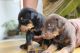 Doberman Pinscher Puppies for sale in Chengalpattu, Tamil Nadu, India. price: 3500 INR