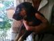 Doberman Pinscher Puppies for sale in Kuttippuram, Kerala 679571, India. price: NA