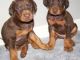 Doberman Pinscher Puppies for sale in Thrissur, Kerala 680001, India. price: 5500 INR