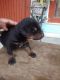 Doberman Pinscher Puppies for sale in Lucknow, Uttar Pradesh 226002, India. price: 8000 INR