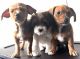 Doberman Pinscher Puppies for sale in Atlanta, Georgia. price: $500