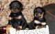 Doberman Pinscher Puppies for sale in Vancouver, WA, USA. price: $500