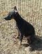 Doberman Pinscher Puppies for sale in Greensboro, NC, USA. price: NA