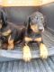 Doberman Pinscher Puppies for sale in Chandler, AZ, USA. price: NA