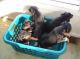 Doberman Pinscher Puppies for sale in Peoria, AZ, USA. price: $450