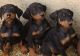 Doberman Pinscher Puppies for sale in Sullivan, MO 63080, USA. price: $500