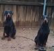 Doberman Pinscher Puppies for sale in Quitman, TX 75783, USA. price: $1,600