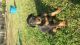 Doberman Pinscher Puppies for sale in Columbia, SC, USA. price: NA