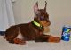 Doberman Pinscher Puppies for sale in Westminster, CO, USA. price: NA