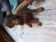 Doberman Pinscher Puppies for sale in Vijayawada, Andhra Pradesh 520001, India. price: 13000 INR