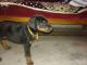 Doberman Pinscher Puppies for sale in Bilaspur, Chhattisgarh 495001, India. price: 5500 INR