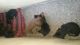 Doberman Pinscher Puppies for sale in New Delhi, Delhi 110001, India. price: 10000 INR