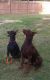 Doberman Pinscher Puppies for sale in Quitman, TX 75783, USA. price: $1,800