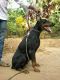 Doberman Pinscher Puppies for sale in Thrissur, Kerala 680001, India. price: 13000 INR