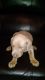Doberman Pinscher Puppies for sale in Burbank, CA, USA. price: NA