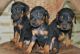Doberman Pinscher Puppies for sale in Tamil Nadu, India. price: NA