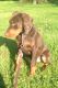 Doberman Pinscher Puppies for sale in Cleveland, OH, USA. price: $1,300