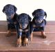 Doberman Pinscher Puppies for sale in Bakersfield, CA, USA. price: NA