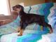Doberman Pinscher Puppies for sale in Ballouville, Killingly, CT 06241, USA. price: $400