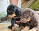 Doberman Pinscher Puppies for sale in Pavoorchatram, Tamil Nadu 627808, India. price: NA