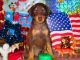 Doberman Pinscher Puppies for sale in Nashville, TN, USA. price: NA