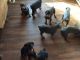 Doberman Pinscher Puppies for sale in Clearville, PA 15535, USA. price: NA