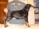 Doberman Pinscher Puppies for sale in Portland, OR, USA. price: NA