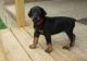 Doberman Pinscher Puppies for sale in Beaumont, TX, USA. price: NA