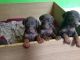 Doberman Pinscher Puppies for sale in Pleasantville, PA 16341, USA. price: NA