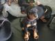 Doberman Pinscher Puppies for sale in Round Rock, TX, USA. price: NA